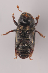 Alniphagus aspericollis
