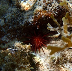 Echinometra lucunter