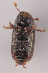 Alniphagus aspericollis