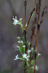 Silene tatarica