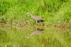 Tigrisoma mexicanum