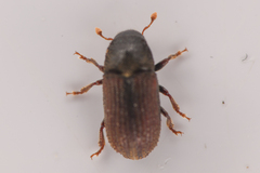 Alniphagus aspericollis