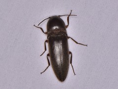 Diplostethus