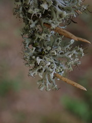 Physcia tenella