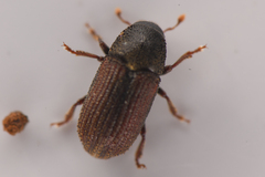 Alniphagus aspericollis