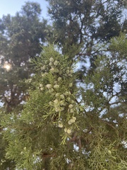 Juniperus osteosperma