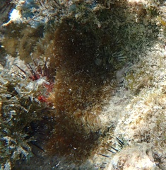 Lebrunia neglecta