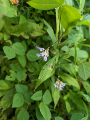 Amphicarpaea bracteata