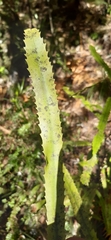 Knightia excelsa