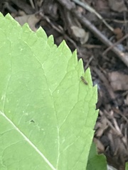 Formicidae