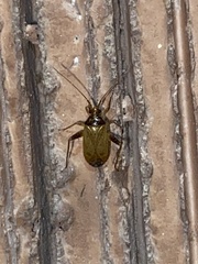Hemiptera