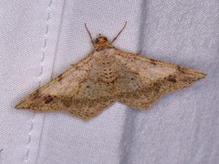 Psamatodes abydata