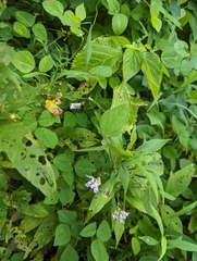 Amphicarpaea bracteata