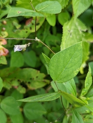 Amphicarpaea bracteata