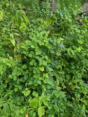 Amphicarpaea bracteata