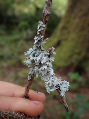 Hypogymnia physodes