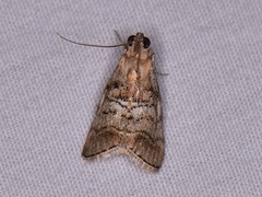 Pococera maritimalis