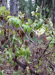 Clematis alpina sibirica