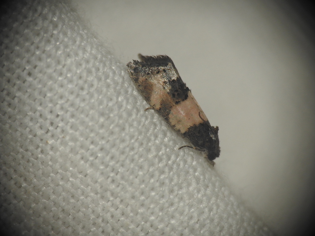 Propiromorpha rhodophana