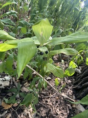 Polygonatum