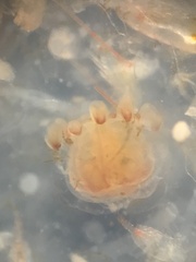 Hydrozoa