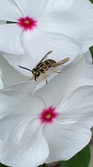 Vespula squamosa