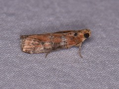 Sciota rubrisparsella