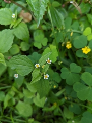 Galinsoga quadriradiata