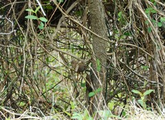 Troglodytes hiemalis