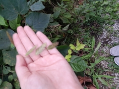 Chasmanthium latifolium