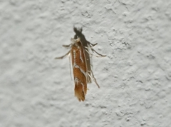 Phyllonorycter leucographella