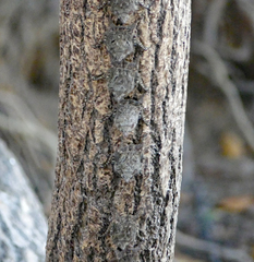 Rhynchonycteris naso