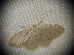 Idaea alyssumata