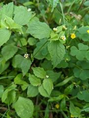 Galinsoga quadriradiata