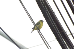 Spinus magellanicus