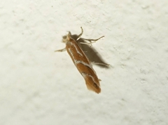 Phyllonorycter leucographella