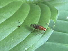 Dryomyzidae