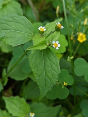 Galinsoga quadriradiata