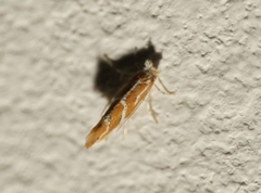 Phyllonorycter leucographella