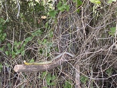Coluber constrictor flaviventris