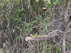 Coluber constrictor flaviventris