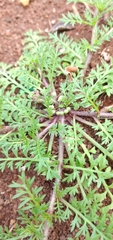 Lepidium didymum