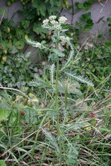 Achillea pannonica