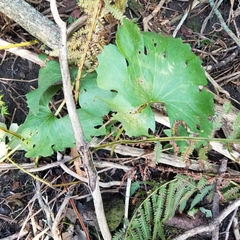 Sanguinaria canadensis