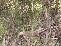 Coluber constrictor flaviventris