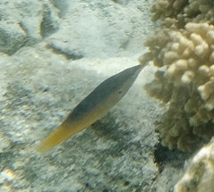 Gomphosus klunzingeri