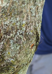 Leiobunum