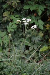 Achillea pannonica
