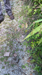 Chasmanthium latifolium