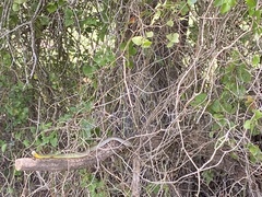 Coluber constrictor flaviventris